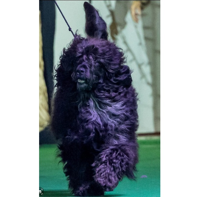 chien d&rsquo;eau portugais : Multi CH Orteno